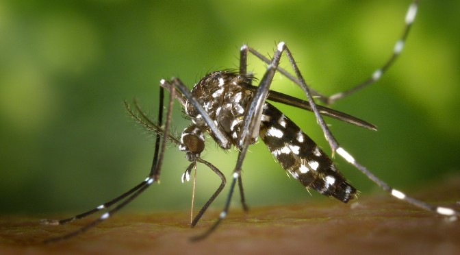 maladie-moustique-madagascar