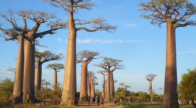 L'allée des baobabs.