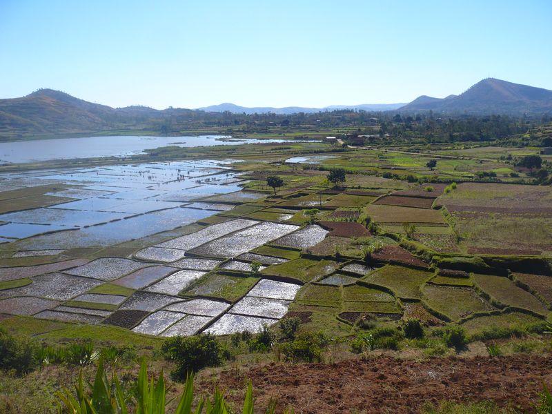 Des rizières à Antsirabe