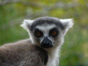 Le maki, lémurien symbole de Madagascar