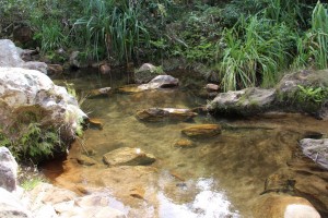 Petit point d'eau, courant dans le canyon des makis