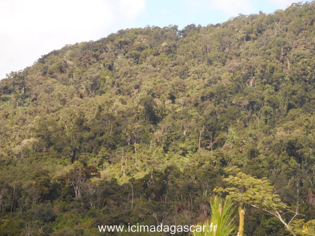 Les forêts typiques de Ranomafana
