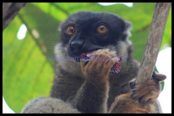 Un lémurien en plein repas à Nosy tanikely