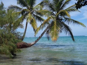 La baie d'Ampanihy, plage avec petits palmiers.