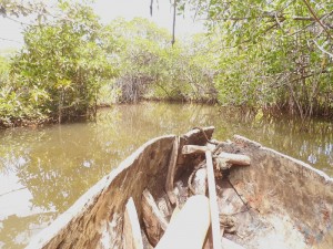 La balade dans la mangrove.